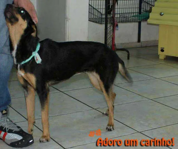 Cachorro ra a SRD idade 1 ano nome FRANCIS