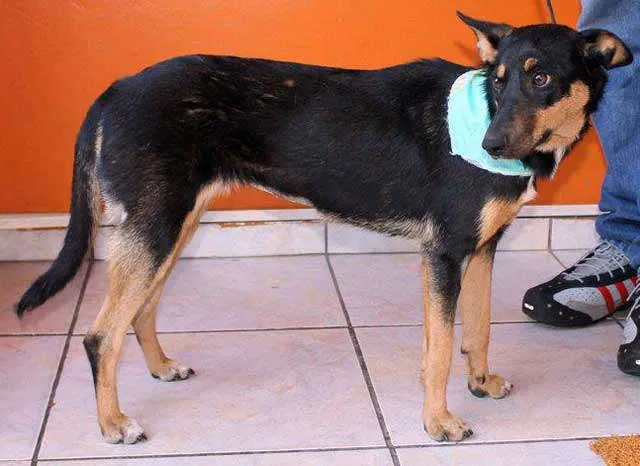 Cachorro ra a SRD idade 1 ano nome FRANCIS