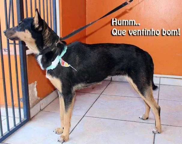 Cachorro ra a SRD idade 1 ano nome FRANCIS