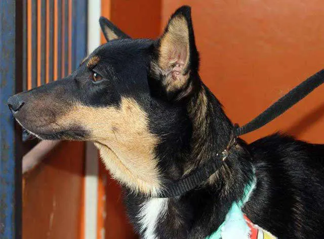 Cachorro ra a SRD idade 1 ano nome FRANCIS