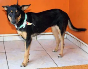 Cachorro raça SRD idade 1 ano nome FRANCIS