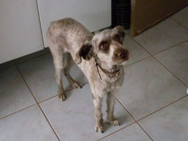 Cachorro ra a poodle idade 4 anos nome Mel - Melanie