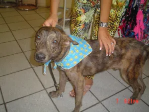 Cachorro raça SRD idade 2 a 6 meses nome Tigrão