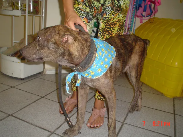 Cachorro ra a SRD idade 2 a 6 meses nome Tigrão