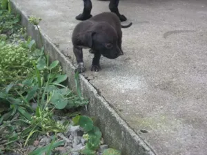 Cachorro raça SRD idade Abaixo de 2 meses nome Luana