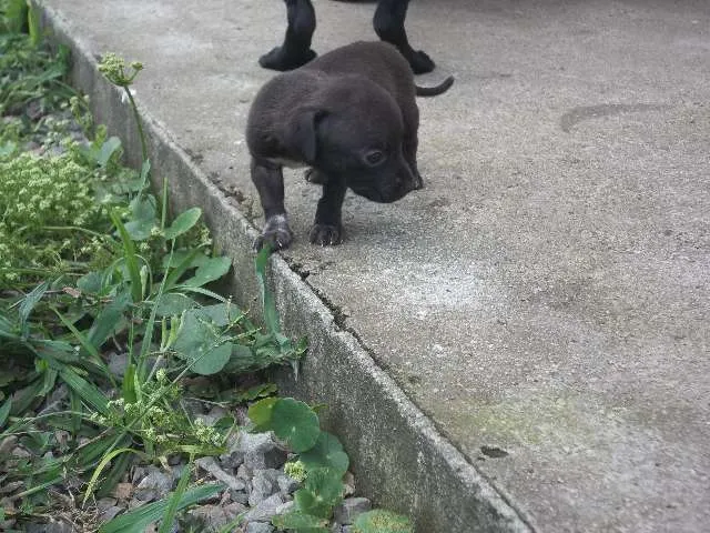 Cachorro ra a SRD idade Abaixo de 2 meses nome Luana
