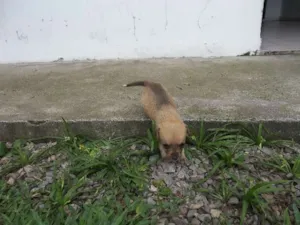 Cachorro raça SRD idade Abaixo de 2 meses nome Pati