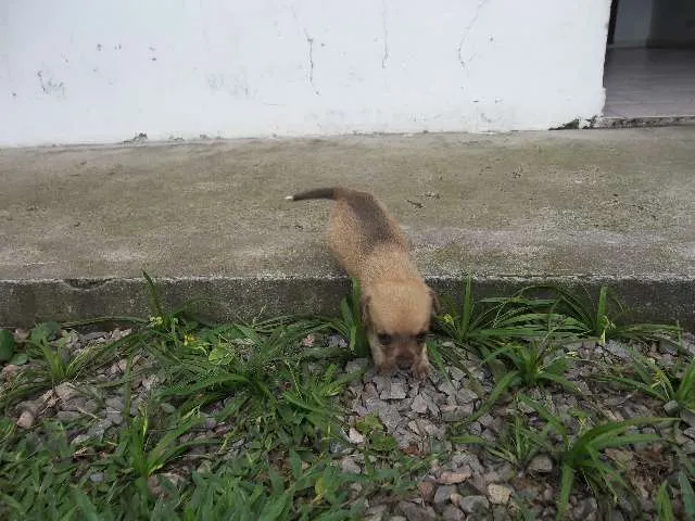 Cachorro ra a SRD idade Abaixo de 2 meses nome Pati