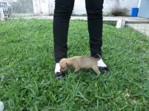 Cachorro raça SRD idade Abaixo de 2 meses nome Tati