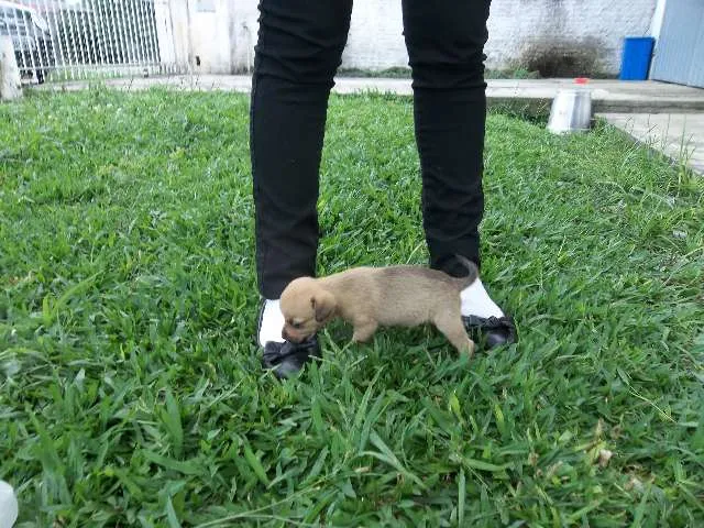 Cachorro ra a SRD idade Abaixo de 2 meses nome Tati