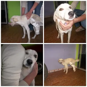 Cachorro raça SRD idade 2 a 6 meses nome Polaca