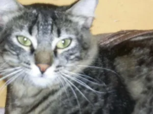 Gato raça SRD idade 1 ano nome Mimo GRATIFICA