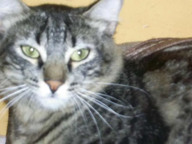 Gato ra a SRD idade 1 ano nome Mimo GRATIFICA
