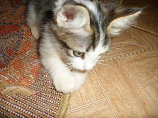 Gato ra a vira lata idade 2 a 6 meses nome pity pietra penelope