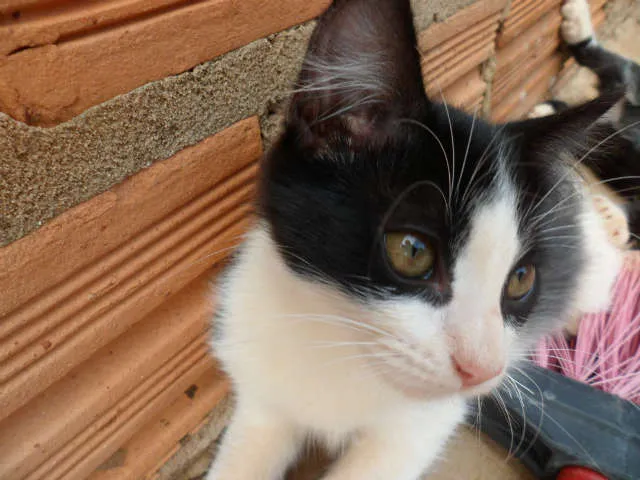 Gato ra a vira lata idade 2 a 6 meses nome pity pietra penelope