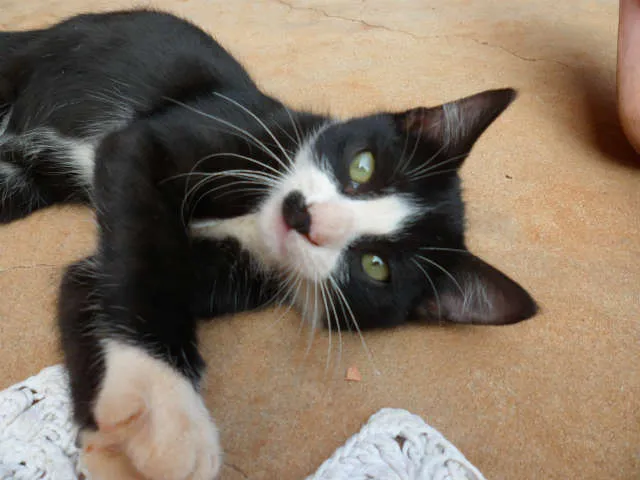 Gato ra a vira lata idade 2 a 6 meses nome pity pietra penelope