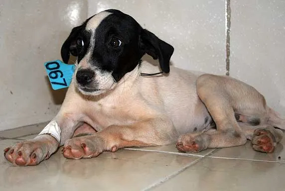 Cachorro ra a SRD idade  nome MEL/ THOR