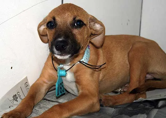 Cachorro ra a SRD idade  nome MEL/ THOR
