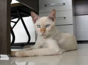 Gato raça SRD idade 2 a 6 meses nome PITICO