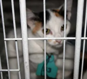 Gato raça SRD idade 2 a 6 meses nome TEKA