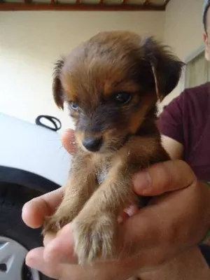 Cachorro raça SRD idade Abaixo de 2 meses nome Sem nome