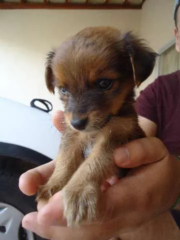 Cachorro ra a SRD idade Abaixo de 2 meses nome Sem nome