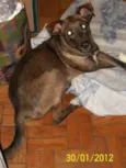 Pingo