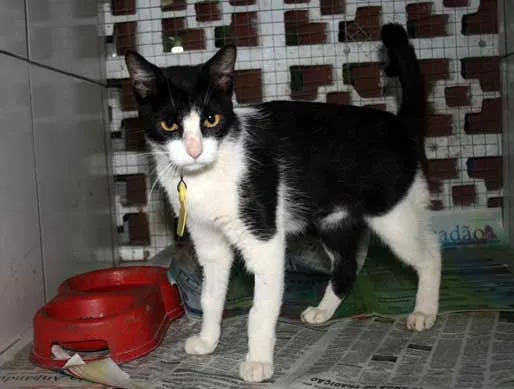 Gato ra a SRD idade 2 a 6 meses nome BOM-BOM