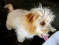 FOFINHA