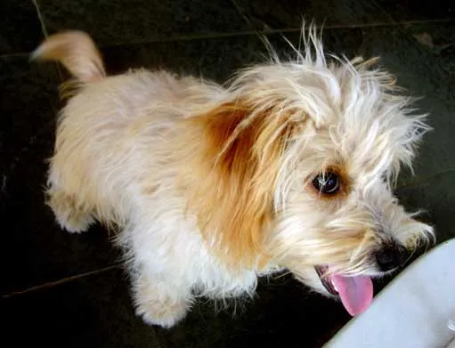 Cachorro ra a MIX idade 2 a 6 meses nome FOFINHA