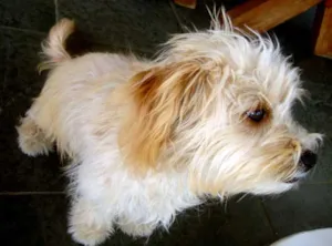 Cachorro raça MIX idade 2 a 6 meses nome FOFINHA