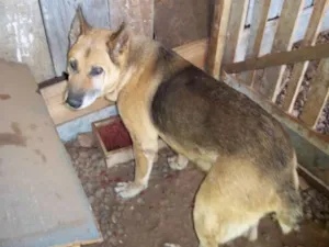 Cachorro raça Pastor Alemão idade 6 ou mais anos nome K9