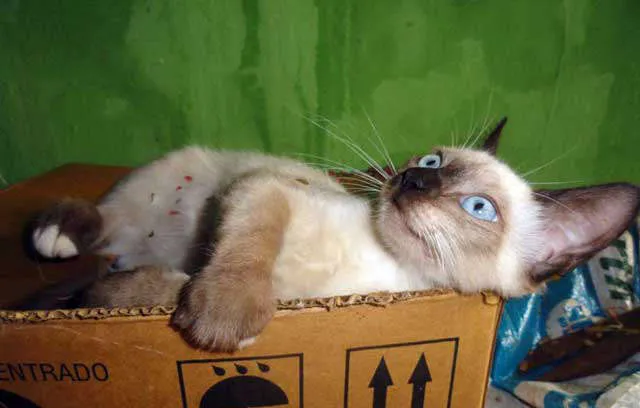 Gato ra a SRD idade 2 a 6 meses nome Safira