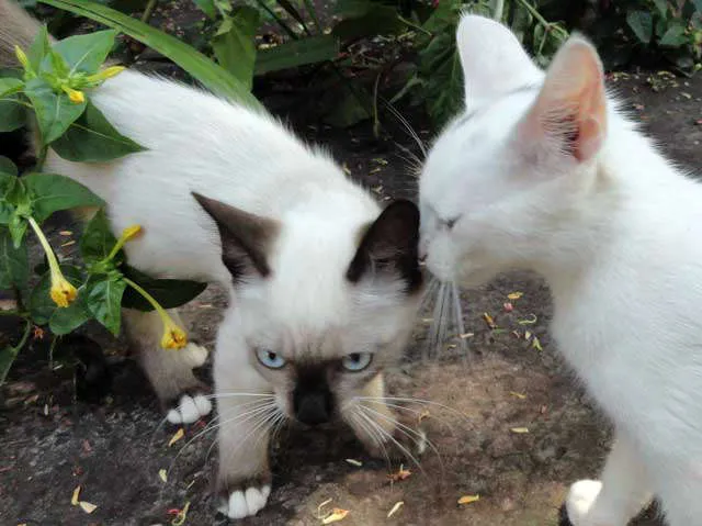 Gato ra a SRD idade 2 a 6 meses nome Safira
