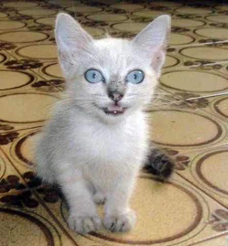 Gato ra a SRD idade Abaixo de 2 meses nome Branquinha