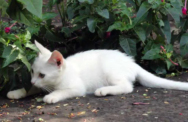 Gato ra a SRD idade nome Bela