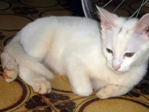 Gato raça SRD idade 2 a 6 meses nome Mimi