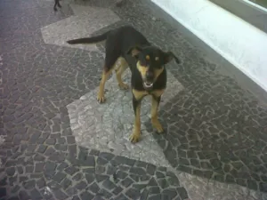 Cachorro raça SRD idade 3 anos nome Ana Maria