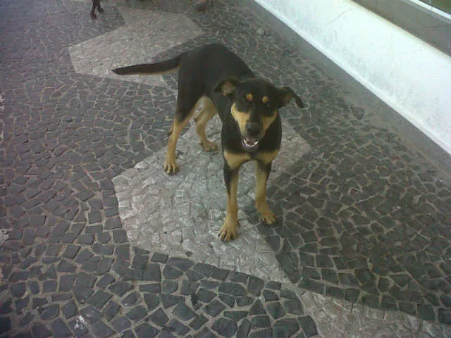 Cachorro ra a SRD idade 3 anos nome Ana Maria