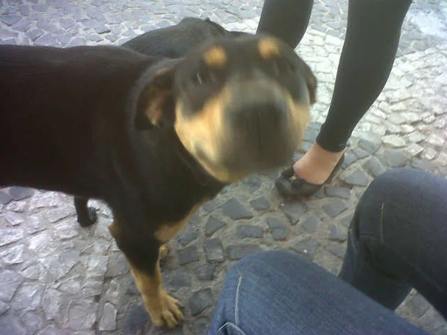 Cachorro ra a SRD idade 3 anos nome Ana Maria