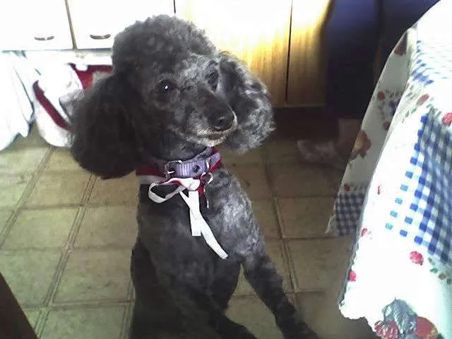 Cachorro ra a poodle idade 6 ou mais anos nome Laika GRATIFICA