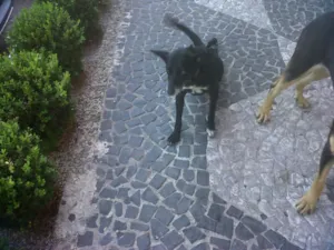 Cachorro raça SRD idade 5 anos nome Ana Eduarda