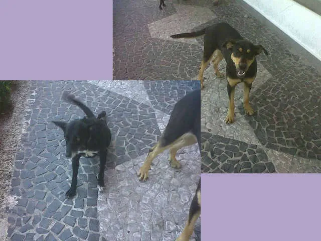 Cachorro ra a SRD idade 5 anos nome Ana Eduarda