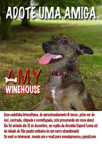 Cachorro ra a Vira Lata idade 7 a 11 meses nome Amy