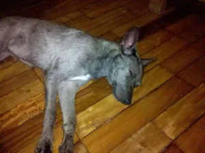 Cachorro raça Vira Lata idade 7 a 11 meses nome Amy