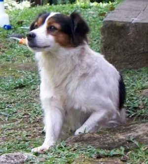 Cachorro raça SRD idade 1 ano nome JUNIOR
