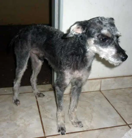 Cachorro ra a MIX idade 2 anos nome THUTHUCO