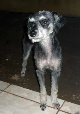 Cachorro ra a MIX idade 2 anos nome THUTHUCO