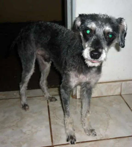 Cachorro ra a MIX idade 2 anos nome THUTHUCO