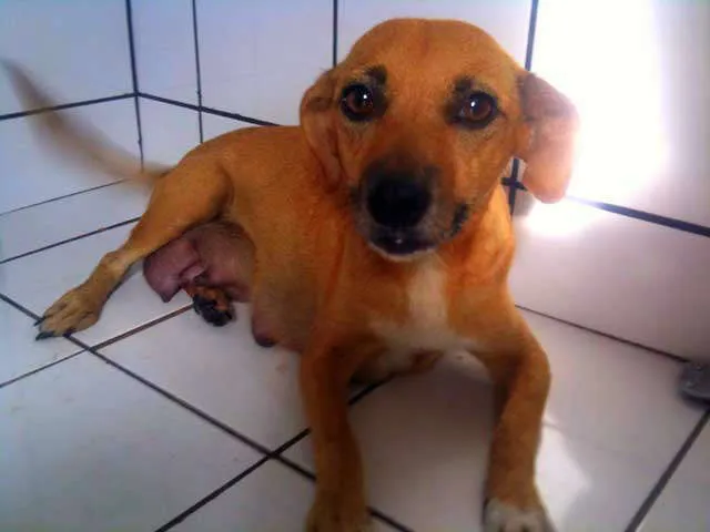 Cachorro ra a SRD idade 3 anos nome CIBELE